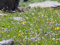 Yankee-Gov-Syd-8127 : Ouray