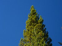 SwanRiver-5350 : Jeep, Swan Lake