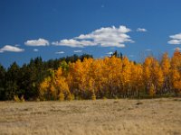 SwanRiver-5383 : Jeep, Swan Lake