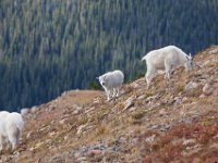 SwanRiverGoats-5255 : Jeep, Swan Lake