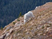 SwanRiverGoats-5256 : Jeep, Swan Lake