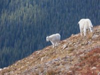 SwanRiverGoats-5259 : Jeep, Swan Lake