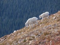 SwanRiverGoats-5261 : Jeep, Swan Lake