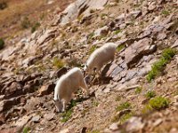 SwanRiverGoats-5277 : Jeep, Swan Lake