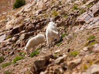 SwanRiverGoats-5279 : Jeep, Swan Lake