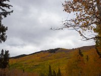 TwinCone-8868 : Fall Color, Jeep