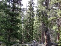 ER-SW--246 : Eagle Rock, Jeep, Saran Wrap