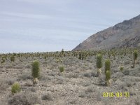 DeathValley-0210 : Dad's Photos, Death Valley, Teakettle Junction