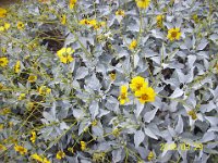 DeathValley-0161 : Dad's Photos, Death Valley, Echo Canyon