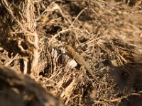 DeathValley-0241 : Death Valley, Keith's Photos, Pinon Mesa