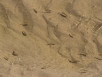 DeathValley-0468 : Death Valley, Keith's Photos, Salt Creek