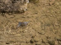 DeathValley-0503 : Death Valley, Keith's Photos, Salt Creek