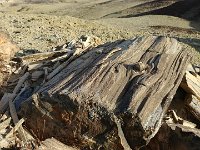 ExpoWest-191001 : Expo West 2018