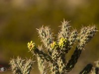 NMSolo-190926-IMG 0067 : New Mexico Solo