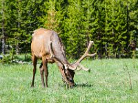 WY-MT-0046 : Overland, WY-MT, Yellowstone