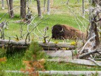 WY-MT-0179 : Overland, WY-MT, Yellowstone