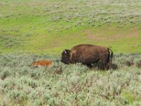 WY-MT-0214 : Overland, WY-MT, Yellowstone