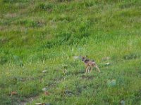 WY-MT-0290 : Overland, WY-MT