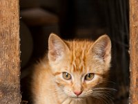 WY-MT-0381 : Overland, WY-MT