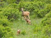 WY-MT-0405 : Overland, WY-MT