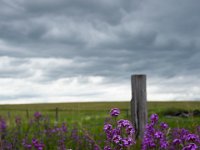 WY-MT-9909 : Overland, WY-MT