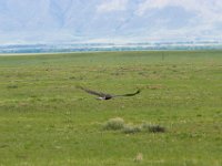 WY-MT-9993 : Overland, WY-MT