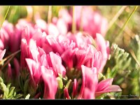 070617-0720425413-IMG 1424-001