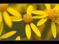 070703-0720425413-IMG 1552-001