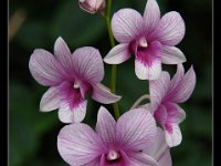 Orchid