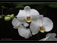 White Orchid