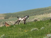 SandWash- : Fowl, Sand Wash Wild Horses