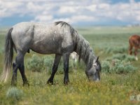 SandWash-8233 : Sand Wash Wild Horses