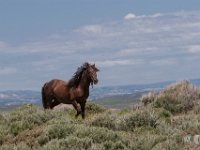 SandWash-8290 : Sand Wash Wild Horses