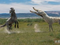 SandWash-8303 : Horse Fight, Sand Wash Wild Horses