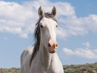 SandWash-8318 : Sand Wash Wild Horses