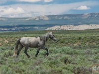 SandWash-8361 : Sand Wash Wild Horses