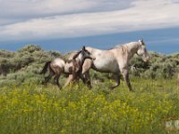 SandWash-8431 : Fowl, Sand Wash Wild Horses