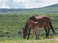 SandWash-8508 : Fowl, Sand Wash Wild Horses