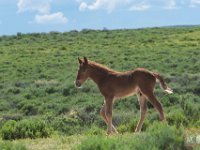 SandWash-8515 : Fowl, Sand Wash Wild Horses