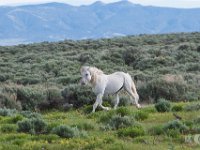 SandWash-8521 : Sand Wash Wild Horses