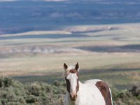 SandWash-8541 : Sand Wash Wild Horses