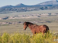 SandWash-8582 : Sand Wash Wild Horses