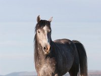SandWash-8630 : Sand Wash Wild Horses