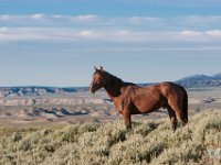 SandWash-8638 : Sand Wash Wild Horses