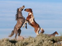 SandWash-8660 : Horse Fight, Sand Wash Wild Horses