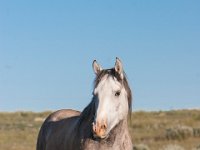 SandWash-8690 : Sand Wash Wild Horses
