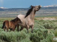 SandWash-8710 : Fowl, Sand Wash Wild Horses