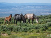 SandWash-8754 : Fowl, Sand Wash Wild Horses
