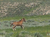 SandWash-9025 : Fowl, Sand Wash Wild Horses