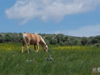 SandWash-9159 : Sand Wash Wild Horses